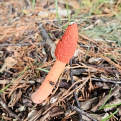 Phallus rubicundus (Phallus rubicundus) at QPRC LGA - 19 Jan 2024 by MatthewFrawley