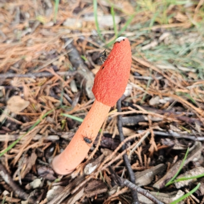 Phallus rubicundus (Phallus rubicundus) at Braidwood, NSW - 19 Jan 2024 by MatthewFrawley