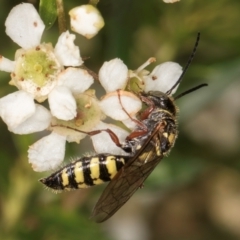 Agriomyia sp. (genus) (Yellow flower wasp) at McKellar, ACT - 19 Jan 2024 by kasiaaus