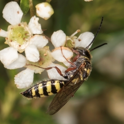 Agriomyia sp. (genus) (Yellow flower wasp) at Croke Place Grassland (CPG) - 19 Jan 2024 by kasiaaus