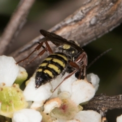 Agriomyia sp. (genus) at Croke Place Grassland (CPG) - 19 Jan 2024