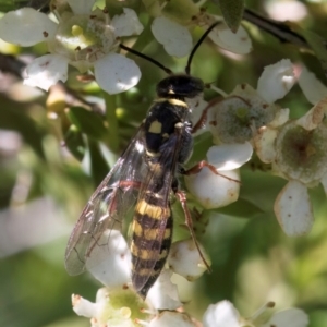 Agriomyia sp. (genus) at Croke Place Grassland (CPG) - 19 Jan 2024