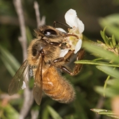 Apis mellifera (European honey bee) at McKellar, ACT - 19 Jan 2024 by kasiaaus