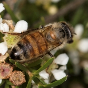 Apis mellifera at McKellar, ACT - 19 Jan 2024 11:05 AM