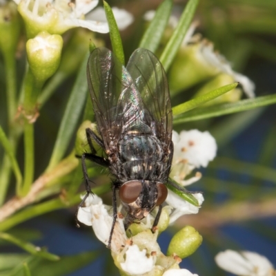Calliphoridae (family) (Unidentified blowfly) at McKellar, ACT - 19 Jan 2024 by kasiaaus