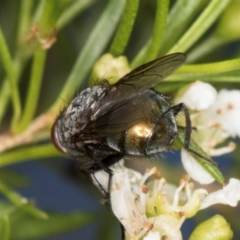 Calliphoridae (family) at Croke Place Grassland (CPG) - 19 Jan 2024