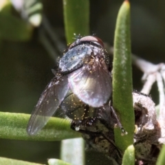 Calliphoridae (family) at Croke Place Grassland (CPG) - 19 Jan 2024