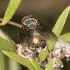 Calliphoridae (family) at Croke Place Grassland (CPG) - 19 Jan 2024