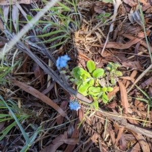 Myosotis sylvatica at Florey, ACT - 19 Jan 2024