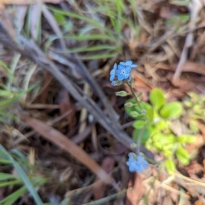 Myosotis sylvatica at Florey, ACT - 19 Jan 2024