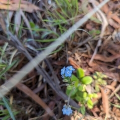 Myosotis sylvatica at Florey, ACT - 19 Jan 2024