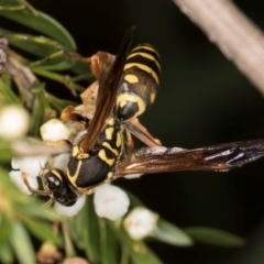 Polistes (Polistes) chinensis (Asian paper wasp) at Crace Grassland (CR_2) - 19 Jan 2024 by kasiaaus
