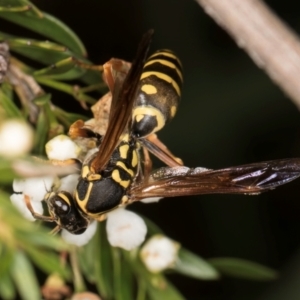 Polistes (Polistes) chinensis at Crace Grassland (CR_2) - 19 Jan 2024