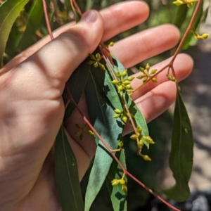 Eucalyptus nicholii at Florey, ACT - 21 Nov 2023