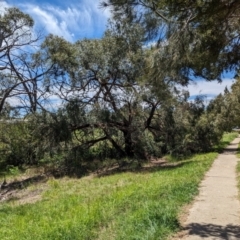 Eucalyptus nicholii at Florey, ACT - 21 Nov 2023 11:36 AM