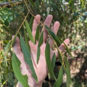 Eucalyptus nicholii at Florey, ACT - 21 Nov 2023