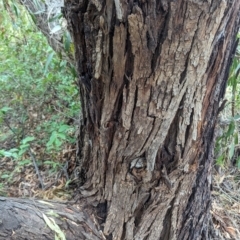 Eucalyptus nicholii at Florey, ACT - 21 Nov 2023