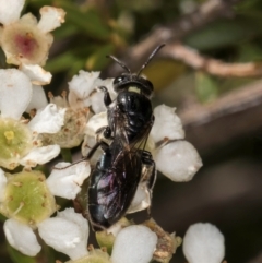 Euryglossa sp. (genus) (A native bee) at McKellar, ACT - 19 Jan 2024 by kasiaaus