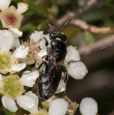 Euryglossa sp. (genus) (A native bee) at McKellar, ACT - 19 Jan 2024 by kasiaaus