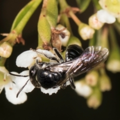 Euryglossa sp. (genus) at Croke Place Grassland (CPG) - 19 Jan 2024