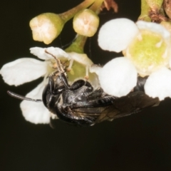 Euryglossa sp. (genus) at Croke Place Grassland (CPG) - 19 Jan 2024