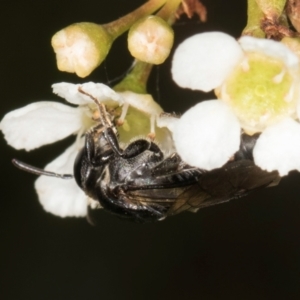 Euryglossa sp. (genus) at McKellar, ACT - 19 Jan 2024