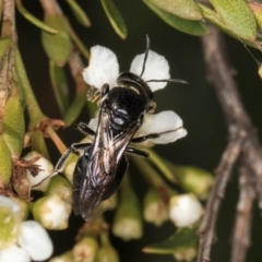 Euryglossa sp. (genus) at McKellar, ACT - 19 Jan 2024