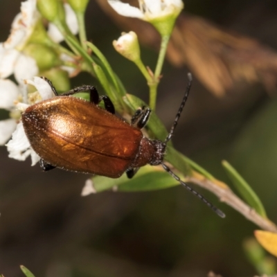 Ecnolagria grandis (Honeybrown beetle) at McKellar, ACT - 19 Jan 2024 by kasiaaus