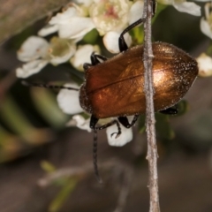 Ecnolagria grandis at McKellar, ACT - 19 Jan 2024