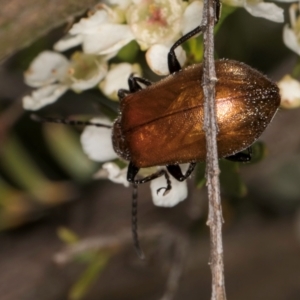 Ecnolagria grandis at Croke Place Grassland (CPG) - 19 Jan 2024