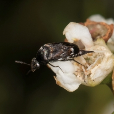 Mordella sp. (genus) (Pintail or tumbling flower beetle) at Croke Place Grassland (CPG) - 19 Jan 2024 by kasiaaus