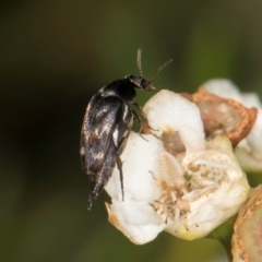 Mordella sp. (genus) at McKellar, ACT - 19 Jan 2024 11:09 AM