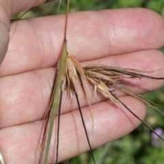 Themeda triandra (Kangaroo Grass) at Glen Allen, NSW - 18 Jan 2024 by AlisonMilton