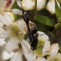 Mordella limbata (A pintail beetle) at Croke Place Grassland (CPG) - 19 Jan 2024 by kasiaaus