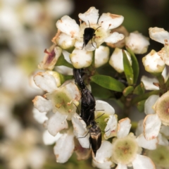 Mordella limbata at Croke Place Grassland (CPG) - 19 Jan 2024