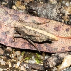 Tetrigidae (family) (Pygmy grasshopper) at South East Forest National Park - 18 Jan 2024 by AlisonMilton