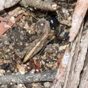 Tetrigidae (family) at South East Forest National Park - 18 Jan 2024