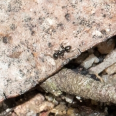 Formicidae (family) (Unidentified ant) at Glen Allen, NSW - 18 Jan 2024 by AlisonMilton