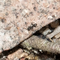 Formicidae (family) (Unidentified ant) at Nunnock Swamp - 18 Jan 2024 by AlisonMilton