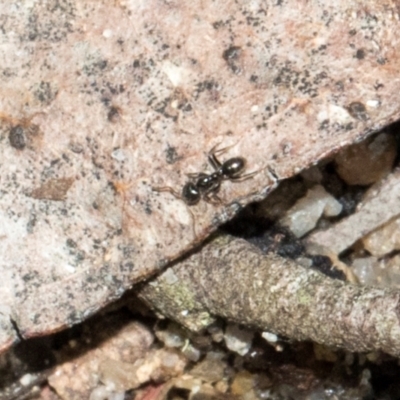 Formicidae (family) (Unidentified ant) at Glen Allen, NSW - 18 Jan 2024 by AlisonMilton