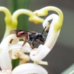 Apiformes (informal group) (Unidentified bee) at Nunnock Swamp - 18 Jan 2024 by AlisonMilton