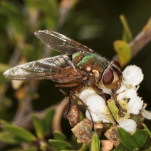 Diptera (order) at Croke Place Grassland (CPG) - 19 Jan 2024