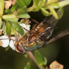 Diptera (order) at Croke Place Grassland (CPG) - 19 Jan 2024