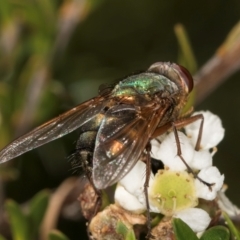 Diptera (order) at McKellar, ACT - 19 Jan 2024 11:12 AM