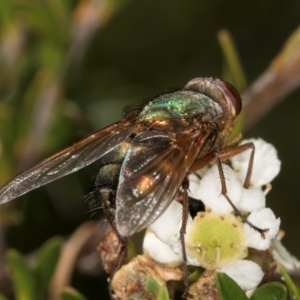 Diptera (order) at McKellar, ACT - 19 Jan 2024 11:12 AM