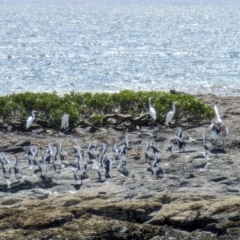 Phalacrocorax varius at Jervis Bay Marine Park - 20 Jan 2024 11:43 AM