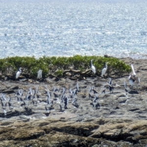 Phalacrocorax varius at Jervis Bay Marine Park - 20 Jan 2024 11:43 AM