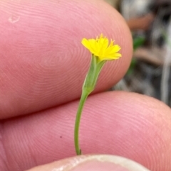 Hypochaeris glabra (Smooth Catsear) at Mount Ainslie - 19 Jan 2024 by SilkeSma