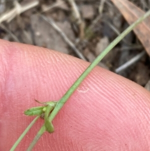 Hypochaeris glabra at Mount Ainslie NR (ANR) - 20 Jan 2024