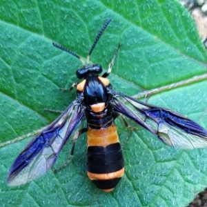 Pterygophorus cinctus at Conder, ACT - suppressed